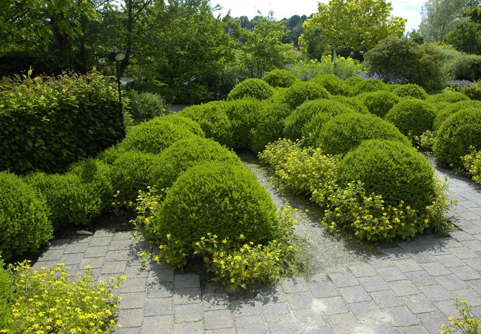 BLÜHENDE GEHÖLZE! FARBE UND LEBENDIGKEIT FÜR DEN GARTEN. Gartencenter