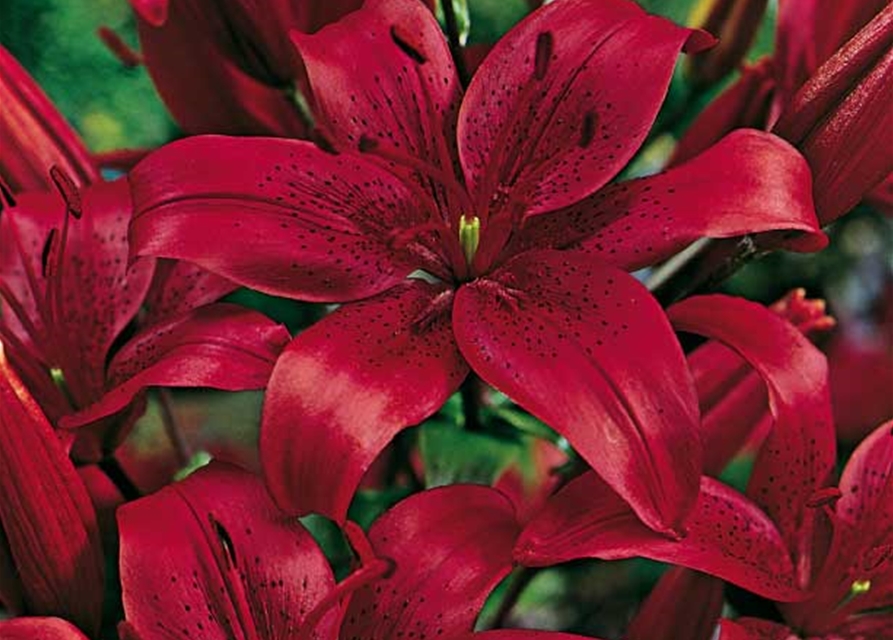 Asiatische Lilien, Grün erleben, Blumenzwiebeln Gartencenter Nemann