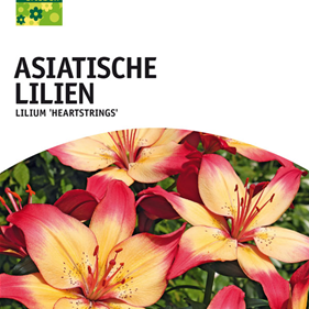 Asiatische Lilien