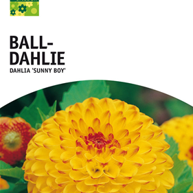 Ball-Dahlie
