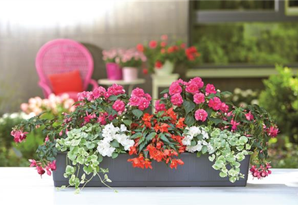 Beet & Balkonpflanzen