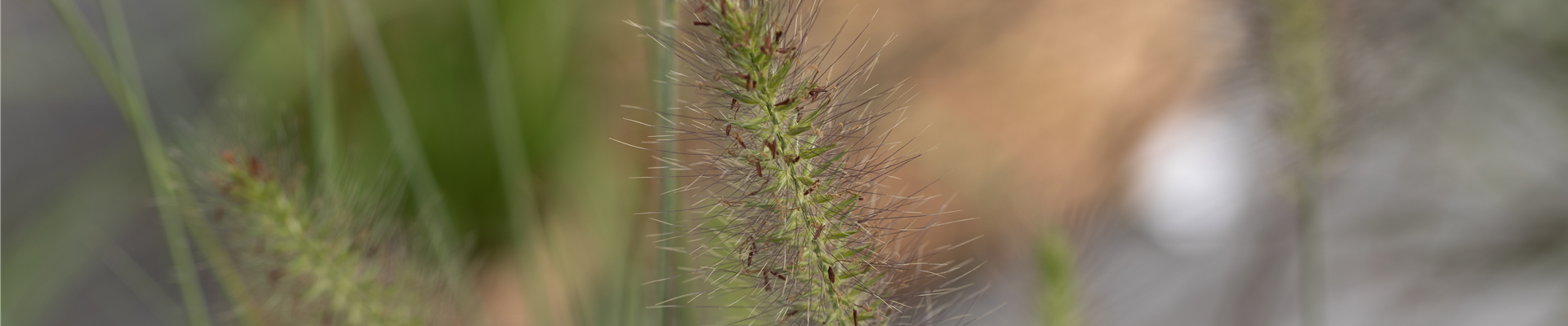 Pennisetum alopecuroides 'Hameln'