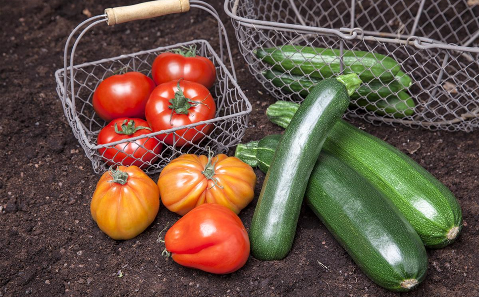 Gemüse - DIE RICHTIGE PFLEGE