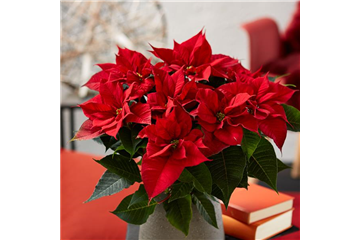 WIE GEHT... WEIHNACHTSSTERN PFLEGEN?