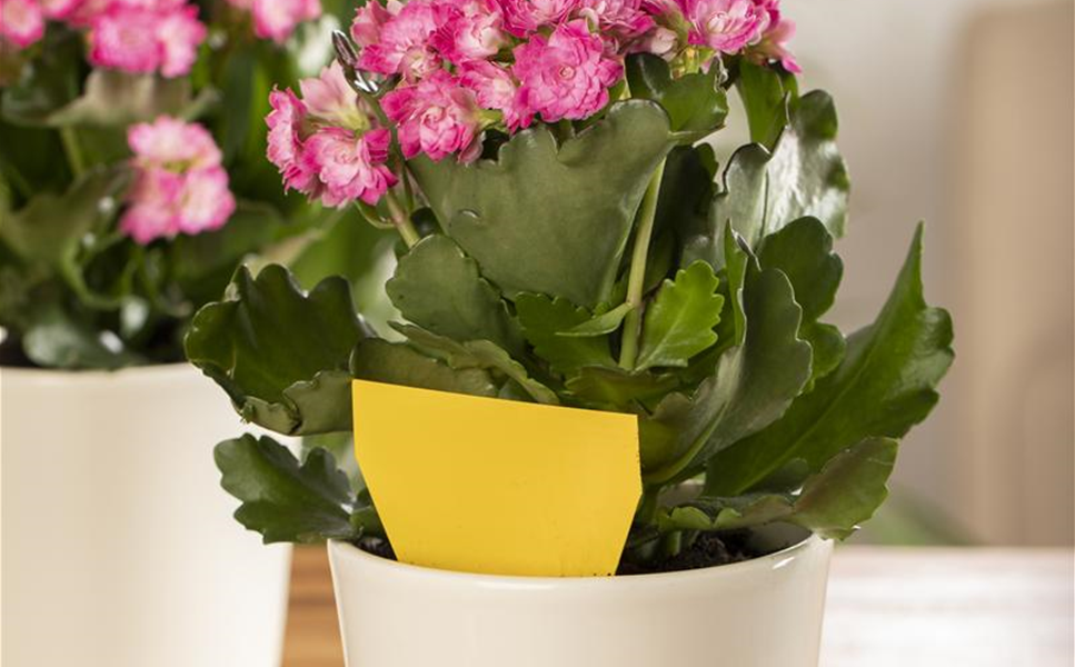 Zimmerpflanzen - DIE RICHTIGE PFLEGE