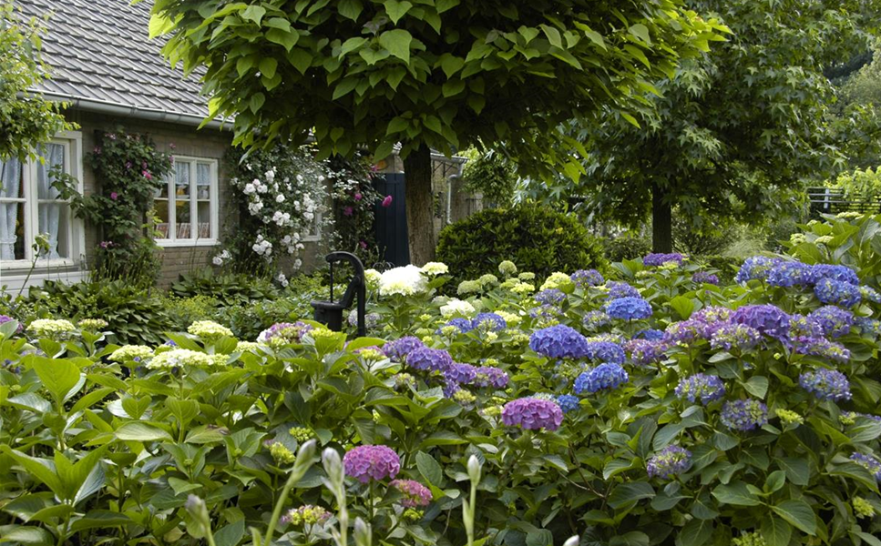 Gartenpflanzen - Einpflanzen von Gartenpflanzen
