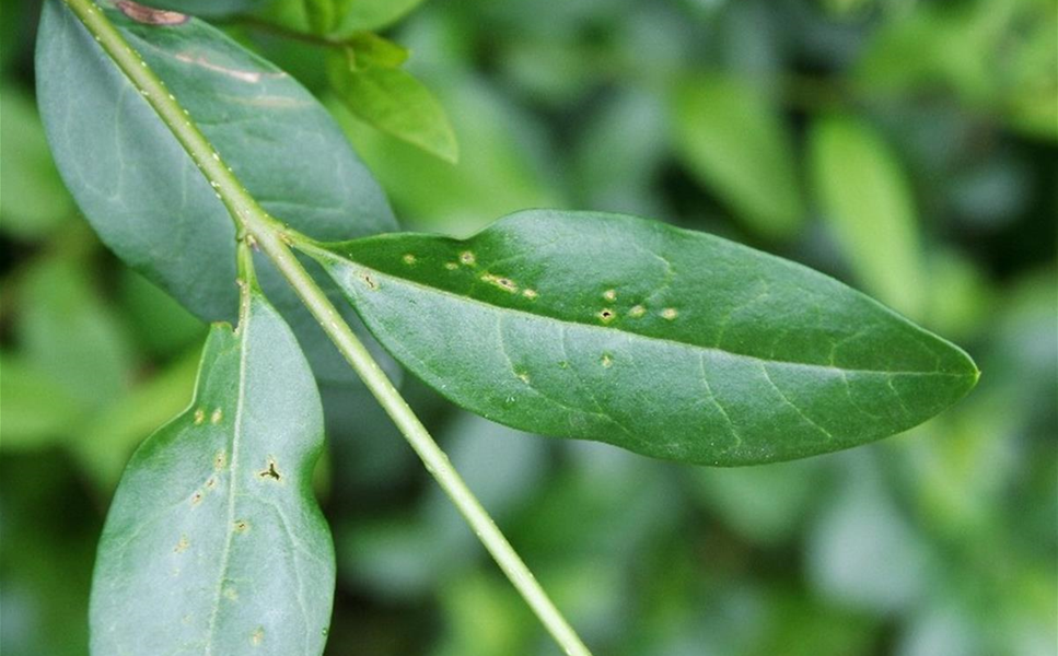 Pflanzenschutz - DIE RICHTIGE PFLEGE