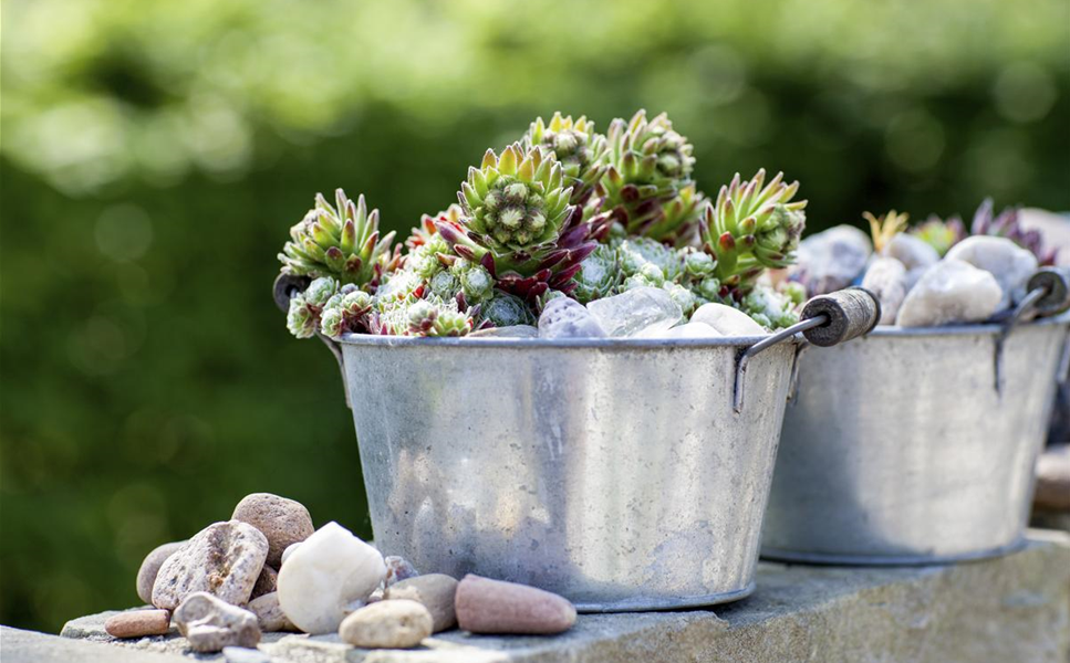 Deko - Im eigenen Haus