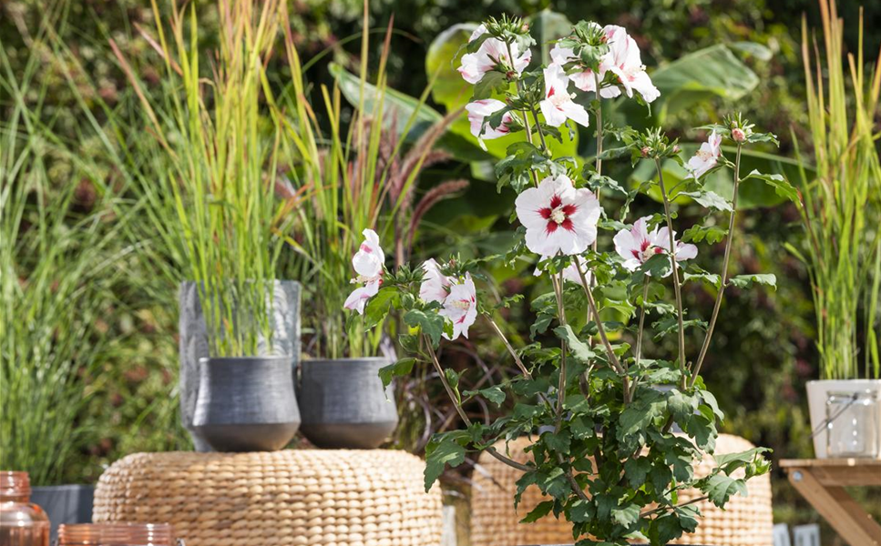 Übertöpfe - für den Garten