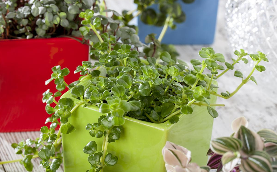 Übertöpfe - für Zuhause