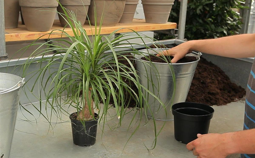 Umtop- & Pflanzenservice - Nemann Home und Garden