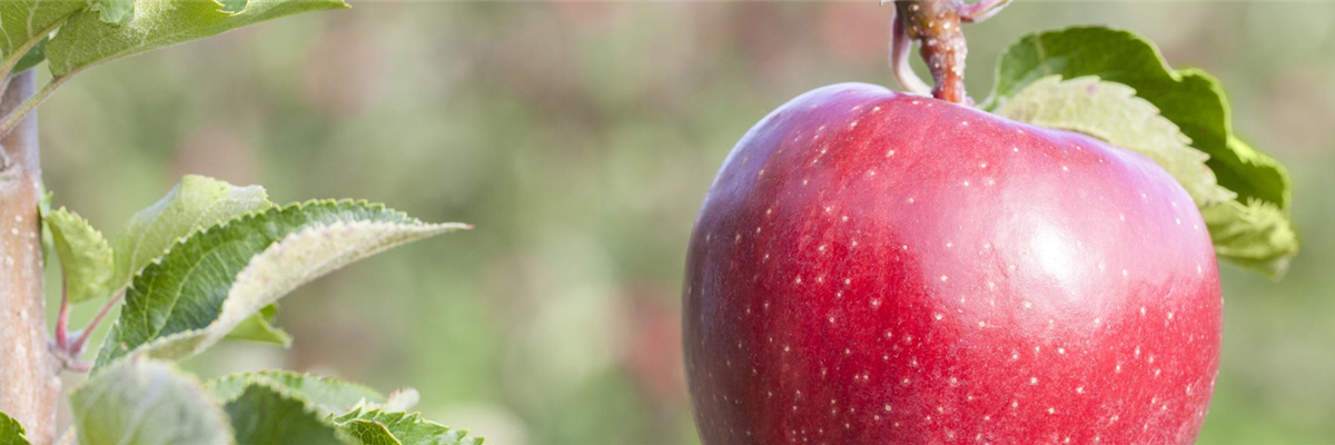 Obstbäume schneiden