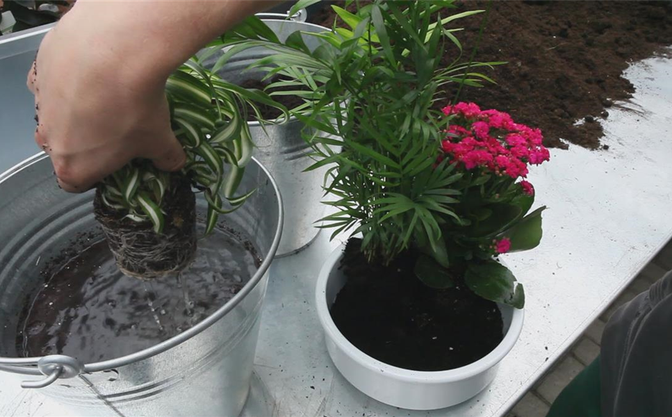 Zimmerpflanzen - Einpflanzen von Zimmerpflanzen