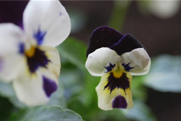 Hornveilchen - Einpflanzen im Garten