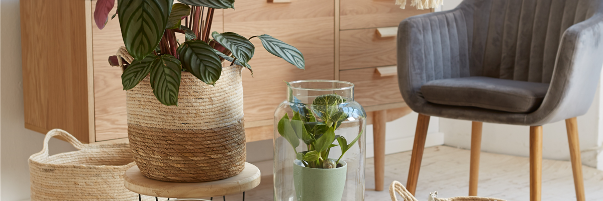 RAUMKLIMA MIT ZIMMERPFLANZEN!