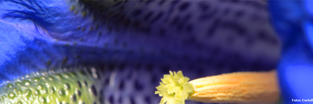 Pflanze des Monats Juli: Enzian