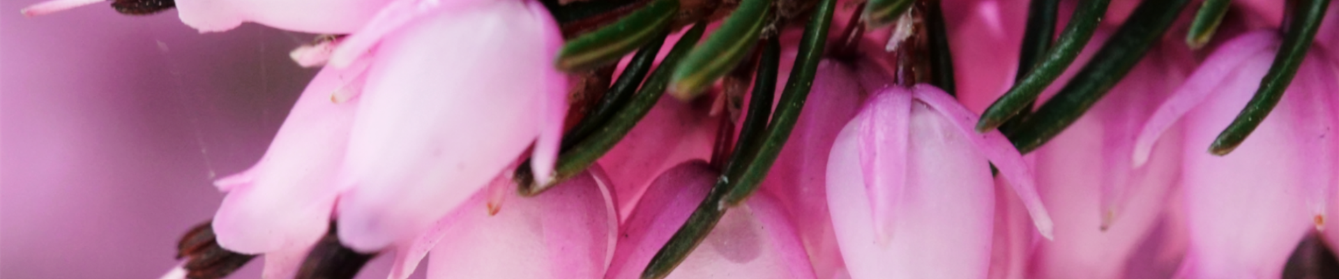 Pflanze des Monats Oktober: Heide