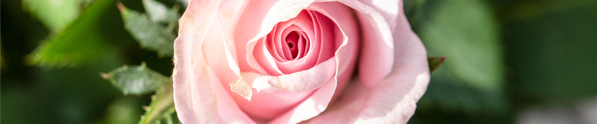 Rosa 'Infinity Rose'