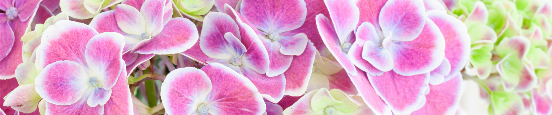 Hydrangea macrophylla, zweifarbig