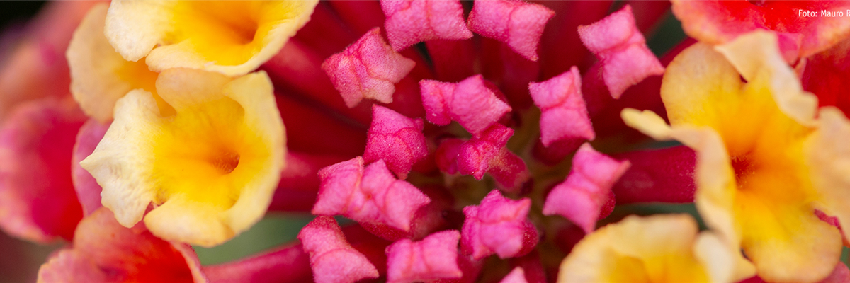Pflanze des Monats Juli: Wandelröschen
