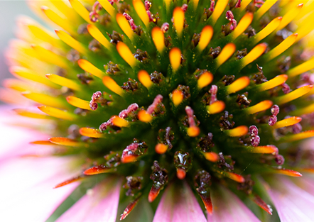 Echinacea