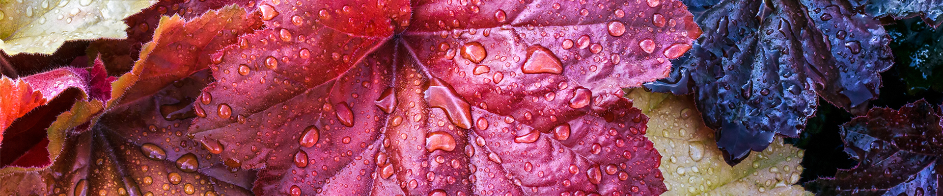 Pflanze des Monats Oktober: Purpurglöckchen