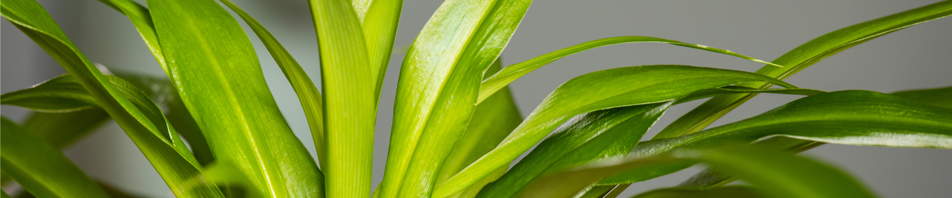 Chlorophytum comosum