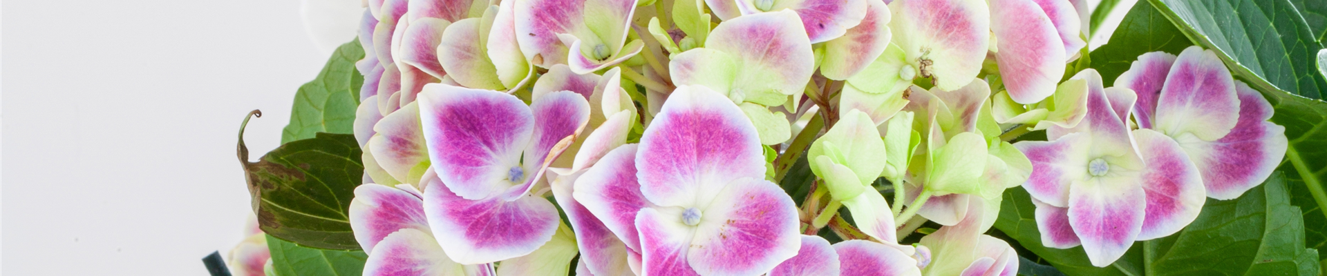 Hydrangea macrophylla, zweifarbig