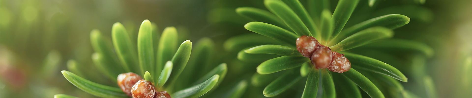 PFLANZE DES MONATS DEZEMBER: TANNE