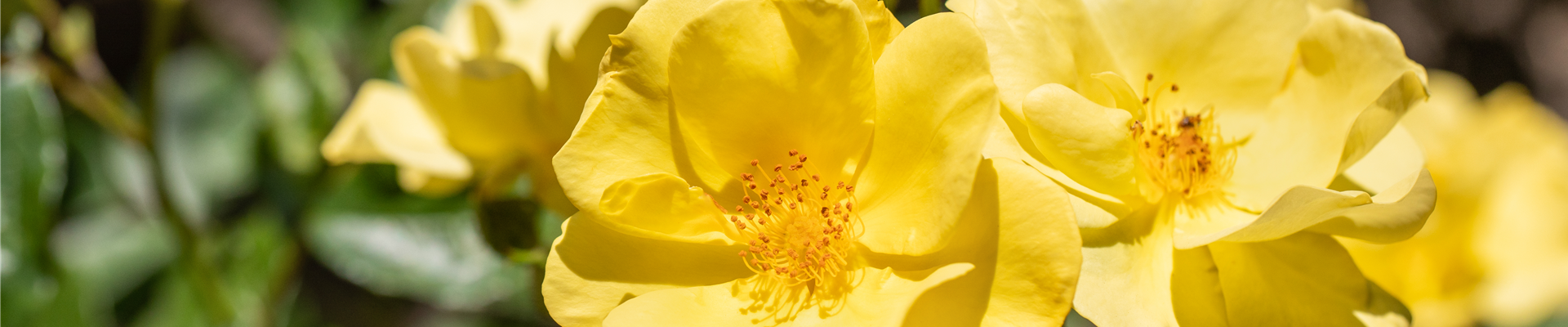 Bodendeckerrose, gelb