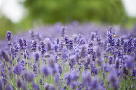 LAVENDEL