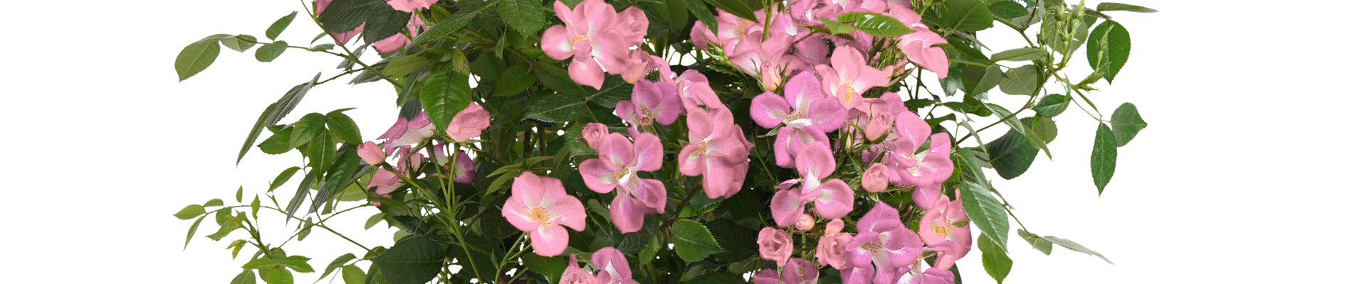 Strauchrose Rosy Boom®