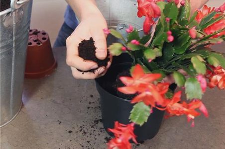 WEIHNACHTSKAKTUS - EINPFLANZEN IN EIN GEFÄß