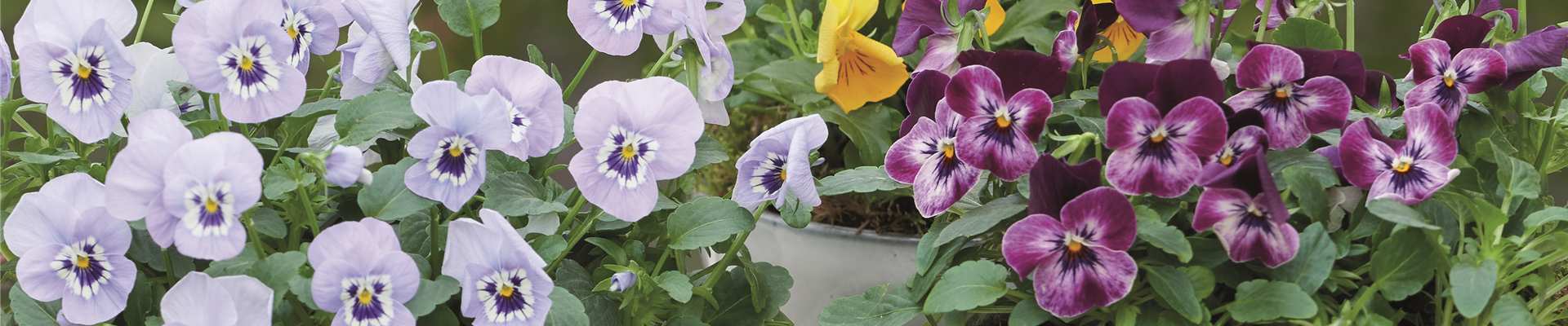 WIR LIEBEN DEN FRüHLING! 