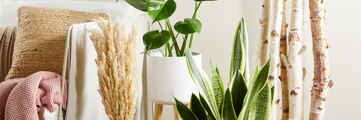 PFLEGELEICHTE ZIMMERPFLANZEN!