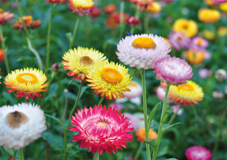 PFLANZE DES MONATS MAI: STROHBLUME