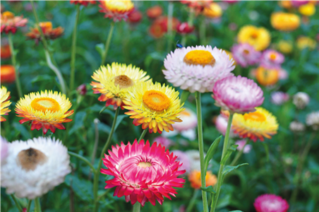 PFLANZE DES MONATS MAI: STROHBLUME