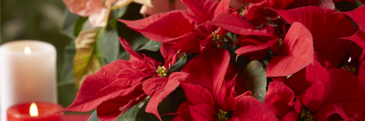 BLüHENDE GESCHENKIDEEN!