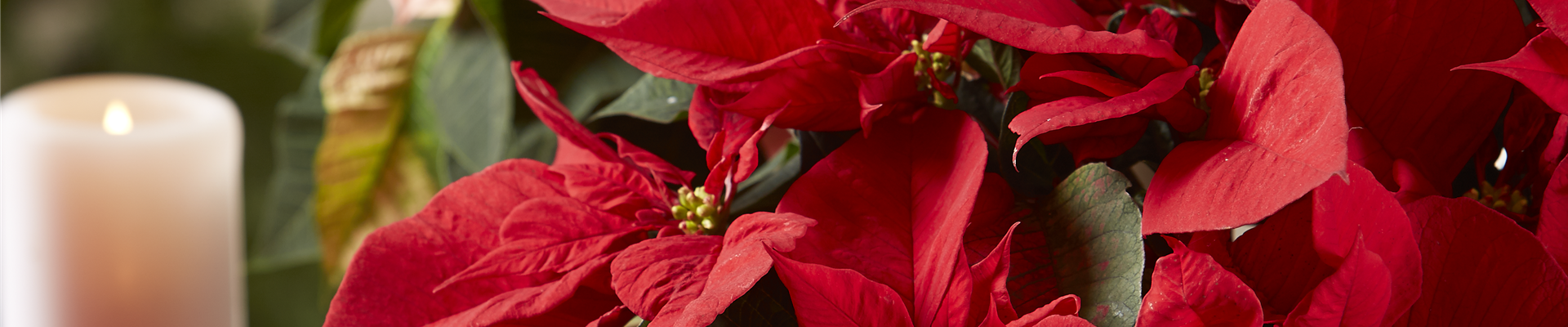 BLüHENDE GESCHENKIDEEN!