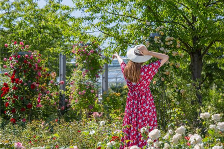 DER ROSENGARTEN - SCHLICHTE ELEGANZ UND TOLLE DüFTE