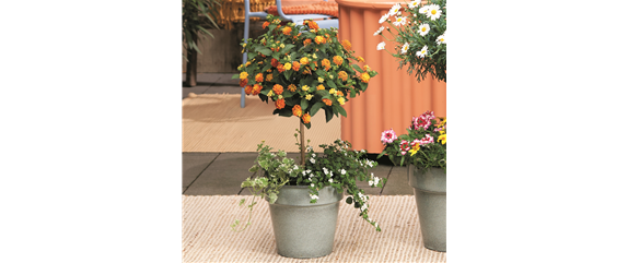 SOMMERLICHE BLÜTENPRACHT!