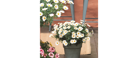 SOMMERLICHE BLÜTENPRACHT!