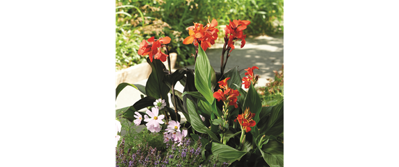 SO SCHöN BLüHT ES IM BEET! 