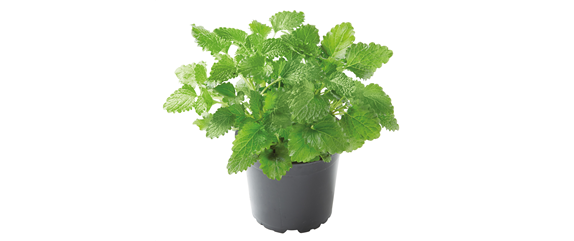 URLAUBSGEFÜHLE ZUHAUSE! 