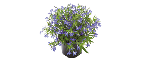 URLAUB AUF DEM BALKON! 