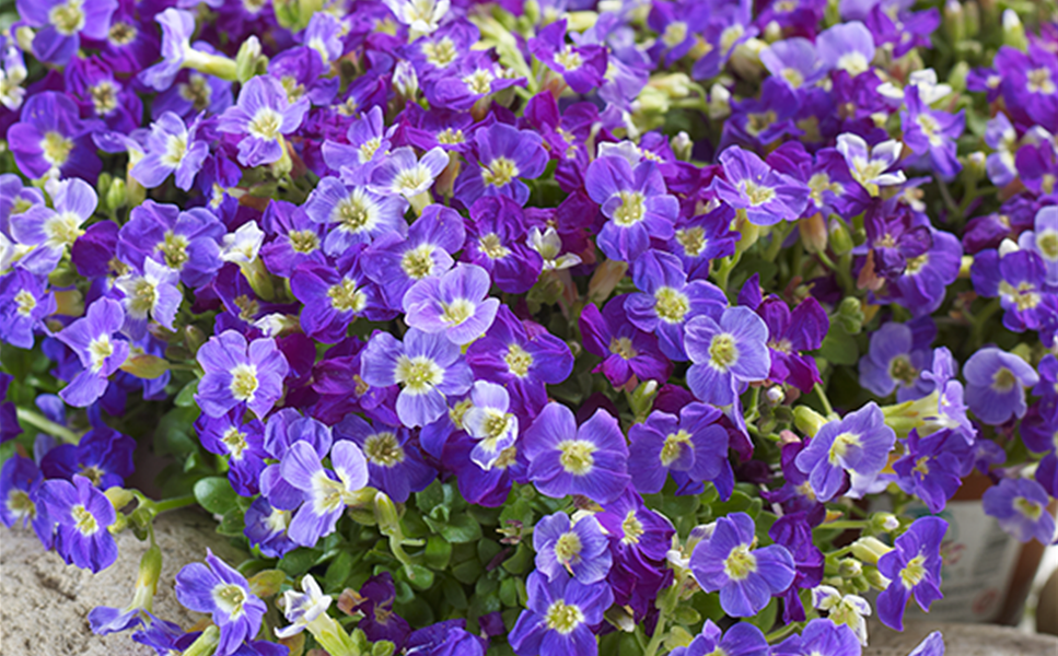 Stauden - DIE RICHTIGE PFLEGE