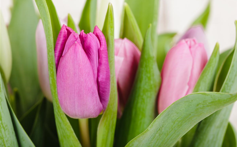 Floristik - Das schöne an der Florisitk